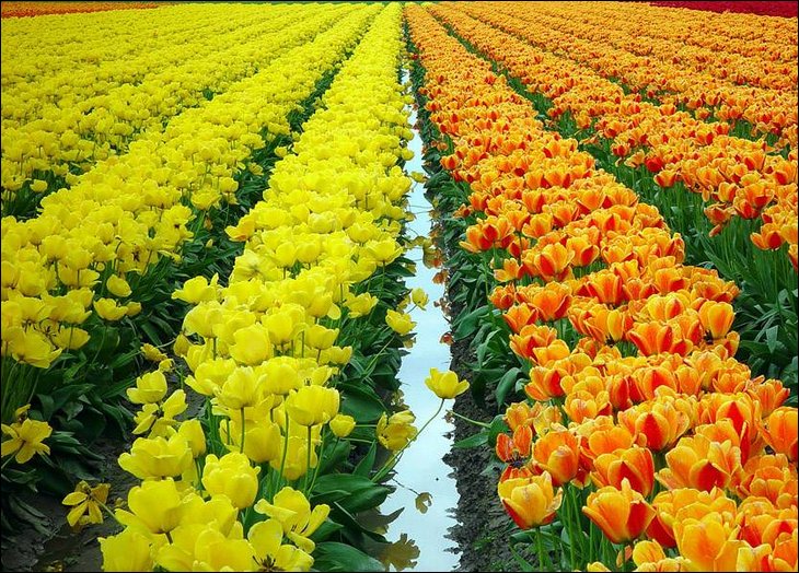 tulips023.jpg
