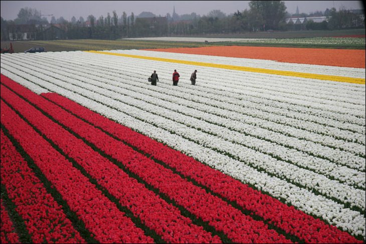 tulips030.jpg